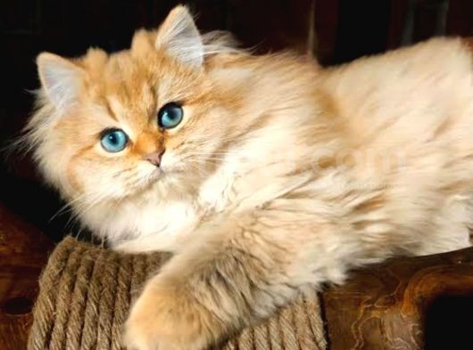 Türkiyede Yok! Zümrüt Göz British Longhair Ny11 Ny12Golden