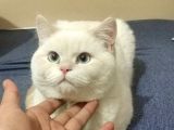 Safkan British Shorthair Beyaz Renk Mavi Göz