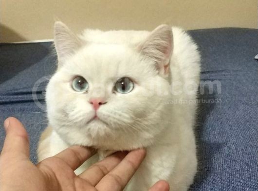 Safkan British Shorthair Beyaz Renk Mavi Göz görsel