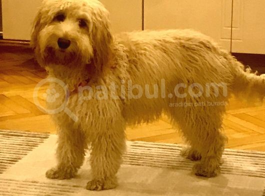 Oyun Canavarı Maltipoo görsel