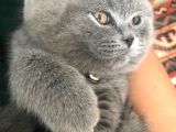 Scotish Fold Anne British Shorthair Babanın Yavruları