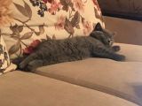 Scotish Fold Anne British Shorthair Babanın Yavruları