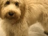 Oyun Canavarı Maltipoo