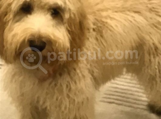 Oyun Canavarı Maltipoo