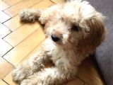 Oyun Canavarı Maltipoo