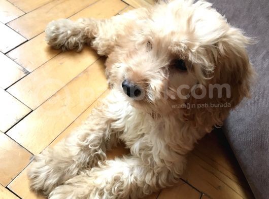 Oyun Canavarı Maltipoo görsel