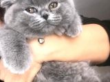Scotish Fold Anne British Shorthair Babanın Yavruları