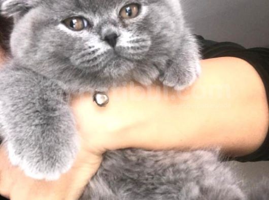Scotish Fold Anne British Shorthair Babanın Yavruları görsel