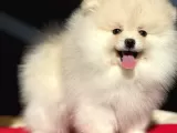 Pomerian Yavrularimiz