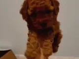 Toy Poodle Yavrularimiz