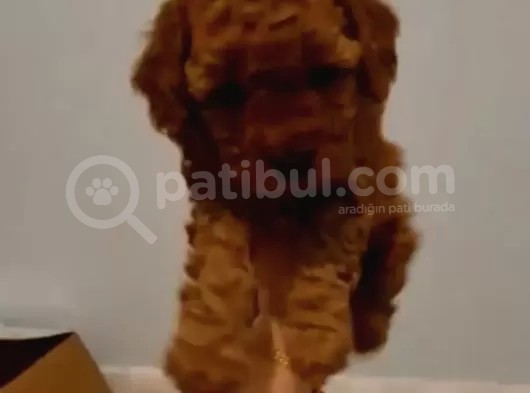 Toy Poodle Yavrularimiz görsel