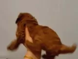 Toy Poodle Yavrularimiz