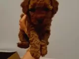 Toy Poodle Yavrularimiz
