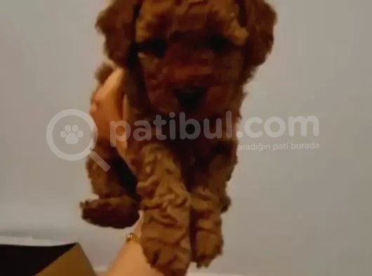Toy Poodle Yavrularimiz görsel
