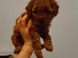 Toy Poodle Yavrularimiz