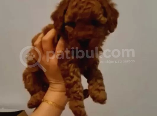 Toy Poodle Yavrularimiz görsel