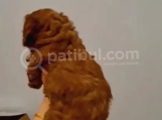 Toy Poodle Yavrularimiz görsel