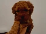 Toy Poodle Yavrularimiz