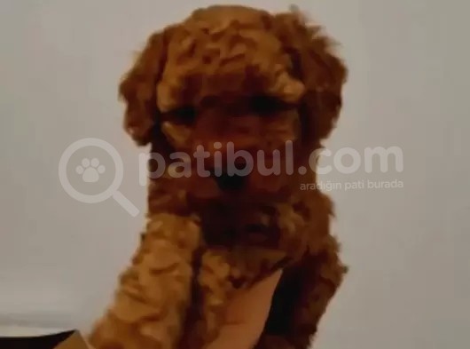 Toy Poodle Yavrularimiz görsel