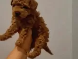 Toy Poodle Yavrularimiz