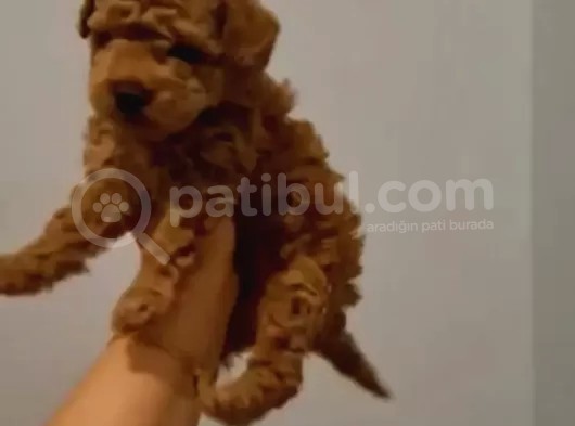 Toy Poodle Yavrularimiz