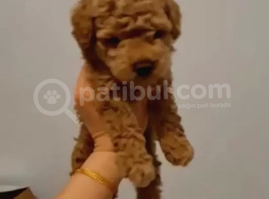 Toy Poodle Yavrularimiz görsel