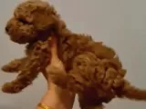 Toy Poodle Yavrularimiz