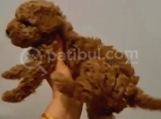Toy Poodle Yavrularimiz görsel