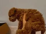Toy Poodle Yavrularimiz