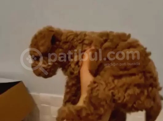 Toy Poodle Yavrularimiz görsel
