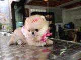 Ayı Surat Pomeranian Boo Yavrularımız