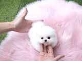 Ayı Surat Pomeranian Boo Yavrularımız