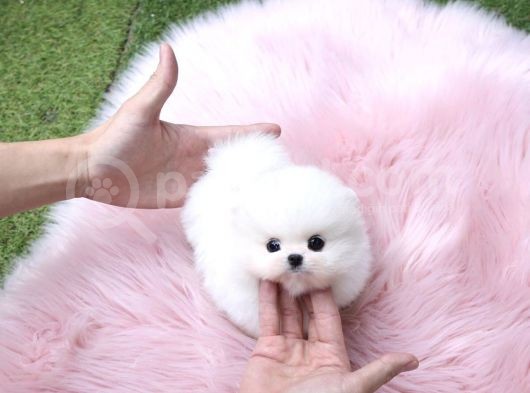 Ayı Surat Pomeranian Boo Yavrularımız