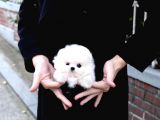 Ayı Surat Pomeranian Boo Yavrularımız
