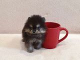 Pomeranian