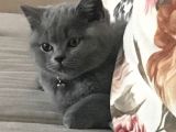Scotish Fold Anne British Shorthair Babanın Yavruları