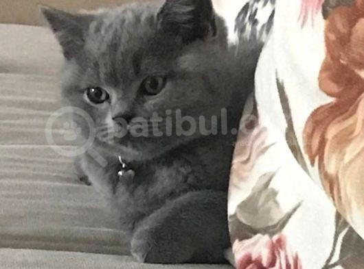 Scotish Fold Anne British Shorthair Babanın Yavruları görsel