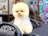 Ayı Surat Pomeranian Boo Yavrularımız