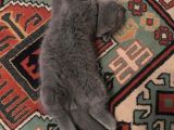 Scotish Fold Anne British Shorthair Babanın Yavruları