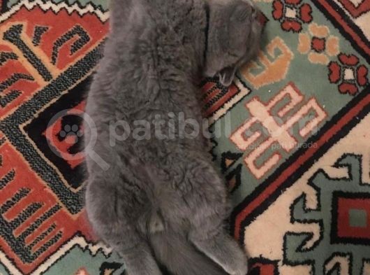 Scotish Fold Anne British Shorthair Babanın Yavruları görsel