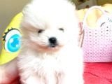 Kartopu Gi̇bi̇ Pomerani̇an Boo Oğlumuz