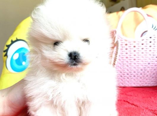 Kartopu Gi̇bi̇ Pomerani̇an Boo Oğlumuz görsel