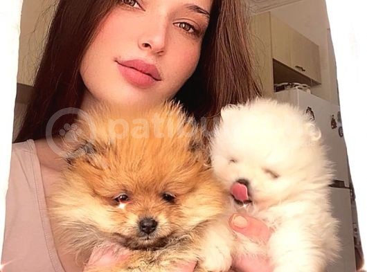 Pomerani̇an Boo Di̇şi̇ Erkek Üst Kali̇te Bebekler görsel