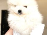Kusursuz Karbeyaz Ayicik Pomerani̇an Boo