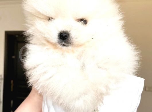 Kusursuz Karbeyaz Ayicik Pomerani̇an Boo görsel