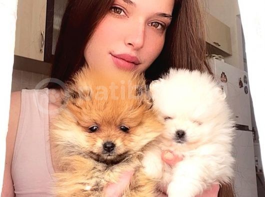 Pomerani̇an Boo Di̇şi̇ Erkek Üst Kali̇te Bebekler görsel