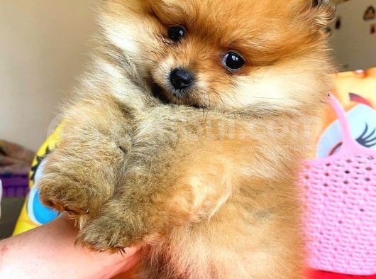Portakal Kizimiz Ayicik Pomerani̇an Boo görsel