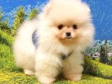 Safkan Pomeranian Boo Yavrularımız