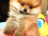 Portakal Kizimiz Ayicik Pomerani̇an Boo