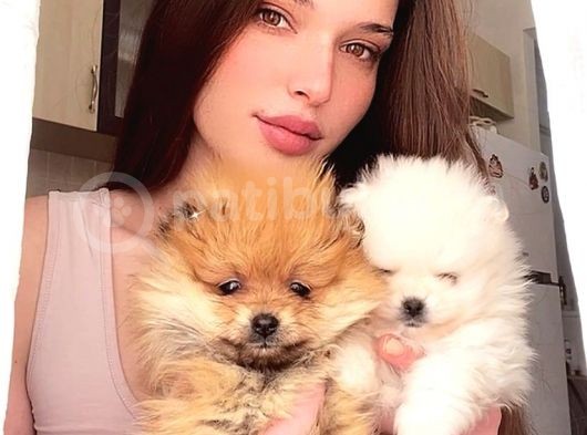 Pomerani̇an Boo Di̇şi̇ Erkek Üst Kali̇te Bebekler